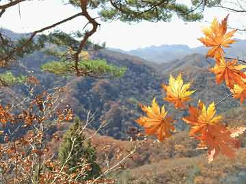 私人卖打胎药微信微信誉好的商家！“两天挣了两千元”！泰山陪爬爆火，有人已成立工作室